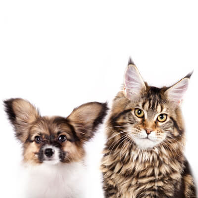 Cat and dog